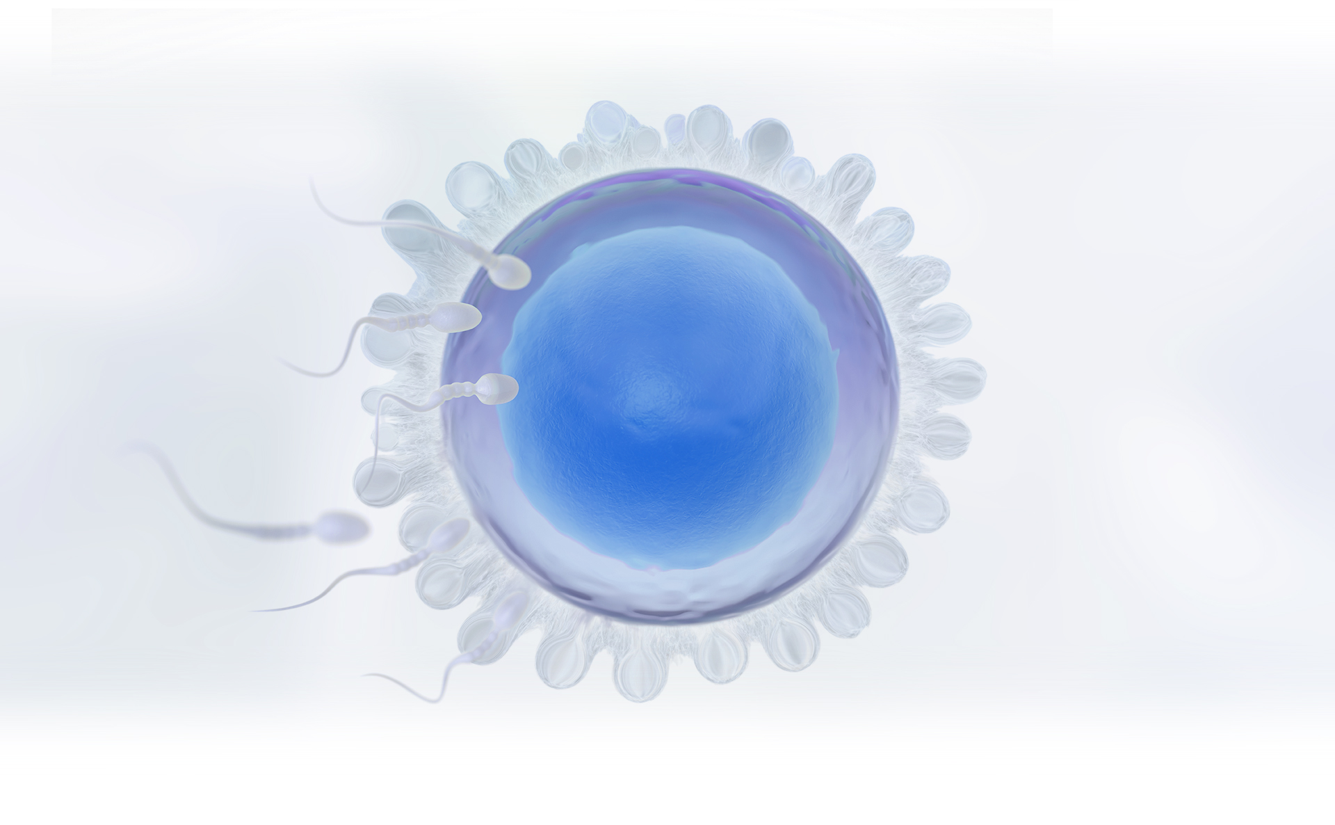 郁金香国际生殖中心-合作者板块图片