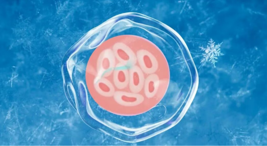 卵子